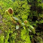 Elaphoglossum spatulatum Leaf