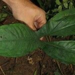 Nephthytis poissonii Hoja
