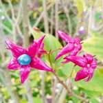 Clerodendrum trichotomum Frucht