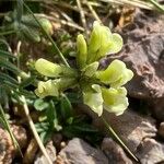 Oxytropis campestris Otro