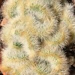 Pilosocereus leucocephalus Leaf
