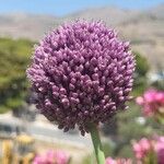 Allium porrum Flor