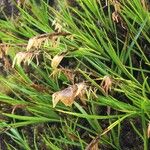 Carex esenbeckii 整株植物