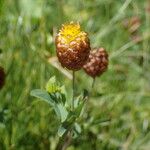 Trifolium badium Diğer