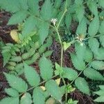 Rubus fraxinifolius Hoja