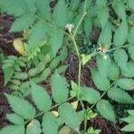 Rubus fraxinifolius Leaf