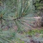 Pinus jeffreyi List