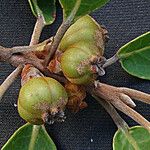 Austrobuxus clusiaceus Blomst