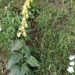 Digitalis grandiflora 整株植物