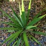 Yucca gloriosaपत्ता