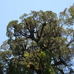 Fitzroya cupressoides Yeri