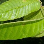 Perebea guianensis Leaf