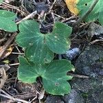 Anemone hortensis Leaf