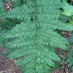 Dryopteris intermedia Liść