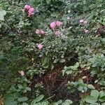 Rosa gallica 花