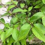Lonicera maackii Feuille