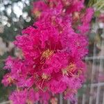 Lagerstroemia speciosaফুল