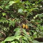 Sideroxylon lycioides Hábito