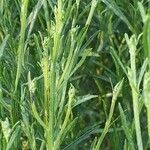 Baccharis spicata Otro