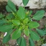 Acalypha indica Leaf