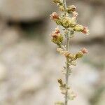 Artemisia sieberi Flower