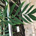 Chamaedorea microspadix List