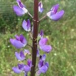 Lupinus × regalis Fiore