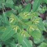 Euphorbia dulcis Flower