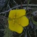 Potentilla gracilis Virág