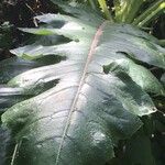 Sonchus canariensis Blatt