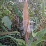 Oxypetalum solanoides Fruto