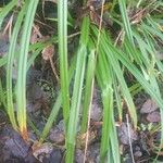 Carex pendula Feuille