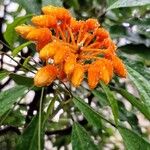 Morisonia paradoxa 花