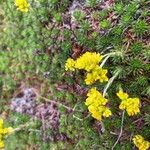 Saxifraga juniperifolia Flower