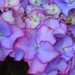 Hydrangea spp. Bloem