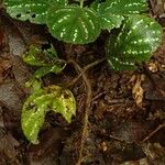 Achyrospermum tisserantii ശീലം