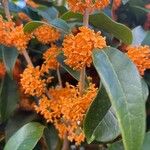 Osmanthus fragrans 花