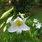 Lilium longiflorum Virág