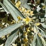 Elaeagnus angustifolia Квітка