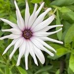 Dimorphotheca fruticosa Blomma