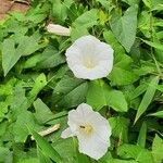 Calystegia silvatica Yeri