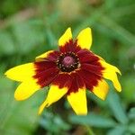 Rudbeckia triloba फूल