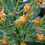 Euphorbia mellifera Flower