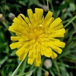 Tolpis staticifolia Bloem