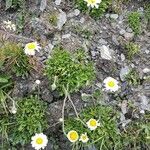 Leucanthemopsis alpina 形態