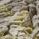 Brassica elongata Прочее