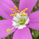 Zeltnera venusta Flor