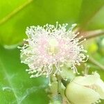 Archirhodomyrtus baladensis Flower