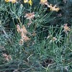 Genista radiata 叶