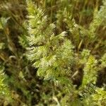 Trisetum paniceum 葉